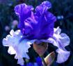 Crowned Heads - fragrant tall bearded Iris