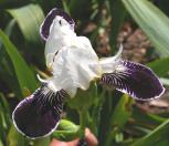 Dadgumit - MDB Miniature tall bearded Iris