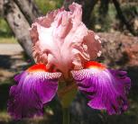 Damsel in a Dress - tall bearded Iris