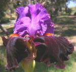 Dark Icon - tall bearded Iris