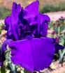 Dark Triumph - tall bearded Iris