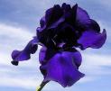 Dark Triumph - Tall bearded Iris