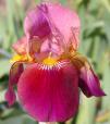 Dauntless - tall bearded Iris