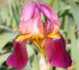 Dauntless - tall bearded Iris