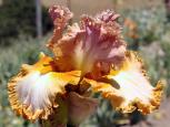 Desert Passion - fragrant tall bearded Iris
