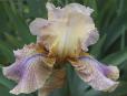 Desert Sketch - tall bearded Iris