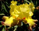 Diamond Sunset - fragrant tall bearded Iris