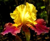 Do Wa Diddy - fragrant tall bearded Iris