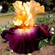 Doctor Who - fragrant tall bearded Iris