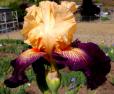 Doctor Who - fragrant tall bearded Iris