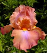 Dodge City - fragrant tall bearded Iris