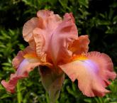 Dodge City - Tall bearded Iris