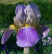 Dolly Madison - tall bearded Iris