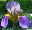 Dolly Madison - tall bearded Iris