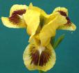 Double Byte - fragrant reblooming SDB Standard Dwarf Bearded