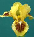 Double Byte - Reblooming fragrant SDB Standard Dwarf bearded