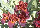 Double Chocolate - tall bearded Iris