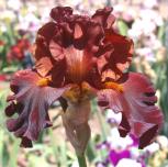 Double Chocolate - Tall bearded Iris