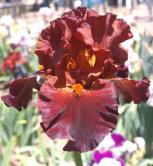 Double Chocolate - tall bearded Iris