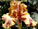 Downtown Brown - tall bearded Iris