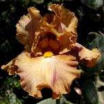 Downtown Brown - tall bearded Iris