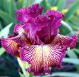 Drama Queen - fragrant tall bearded Iris