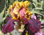 Dramatic Encounter - fragrant tall bearded Iris