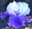 Dream Lover - tall bearded Iris