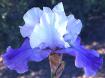 Dream Lover - tall bearded Iris