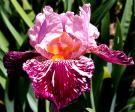 Drunk Skunk - Tall bearded Iris