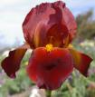 Dutch Chocolate - tall bearded Iris