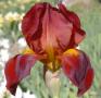 Dutch Chocolate - tall bearded Iris