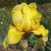 Echo Location - Reblooming fragrant tall bearded Iris