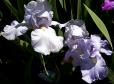 Eleanor's Pride - tall bearded Iris