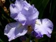 Eleanor's Pride - tall bearded Iris