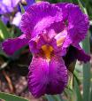 Elmohr - tall bearded Iris