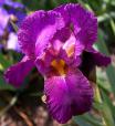 Elmohr - tall bearded Iris