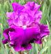 Ensemble - fragrant tall bearded Iris