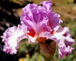 Exit Strategy - tall bearded Iris