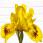 Eyebright - Reblooming SDB Standard Dwarf Bearded