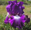 Fall Spotlight - reblooming tall bearded Iris