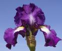 Fall Spotlight - Reblooming tall bearded Iris