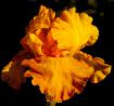 Feeling Spicy Tonite - Reblooming fragrant tall bearded Iris