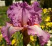 Feminine Wiles - tall bearded Iris