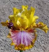 Fiery Echo - fragrant reblooming tall bearded Iris
