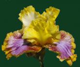 Fiery Echo - Reblooming fragrant tall bearded Iris