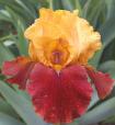 Fight On - tall bearded Iris