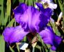 First Violet - tall bearded Iris