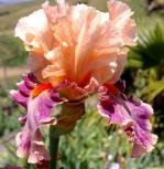 Flamboyant Peach - Reblooming fragrant tall bearded Iris