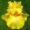 Flaming Victory - Reblooming tall bearded Iris